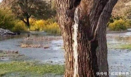 世界唯一会“吐水”的树? 外形像“喷泉”美丽, 几十年间水流不断