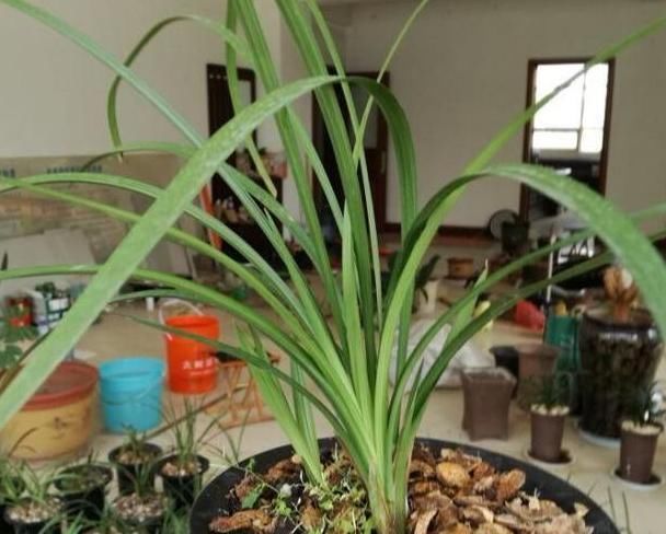 油烟机：生活中的垃圾,简单一处理来养花,让植物越长越旺!