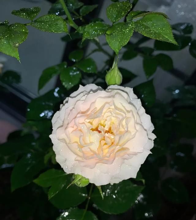 『丰花性好』狼家自育的表现到底如何,戳进来看看花友们的大实话