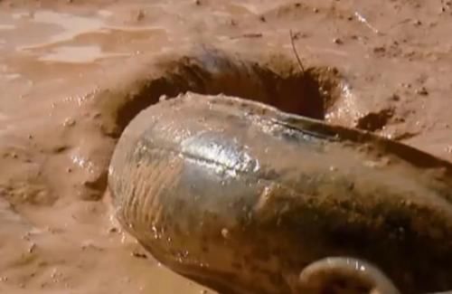 世界上命最“硬”的一种鱼，即使在42度沙漠中，都能存活4年之久