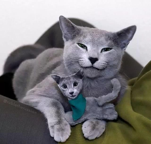  「有趣」超有趣的“变脸猫大赛”，猫看后自己都笑了……
