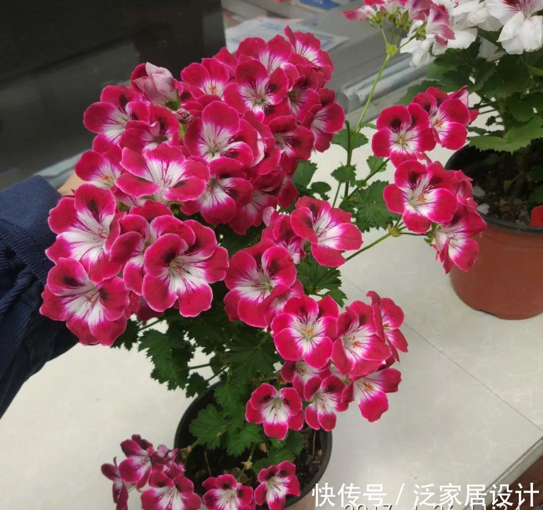 每种■110种天竺葵,每种都超美,看看你认识多少种?