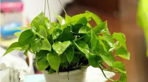 【绿色植物】绿萝应该怎么种植?怎么预防疾病?科学种植是关键。