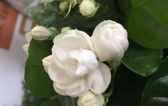  [植物]这7大类花，观花赏叶，各有各的好，赶走细菌家人都健康！