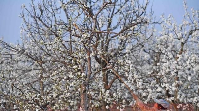  「兰考」兰考：春花烂漫梨花美