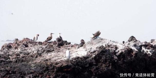 南美洲此小岛，引入3只羊后演变成25万只，政府下令将其消灭