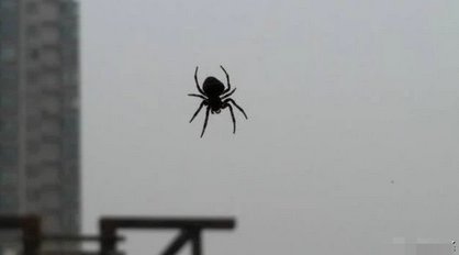  俗语@农村俗语“四喜不请自来，家中能人辈出”，原来是这四喜