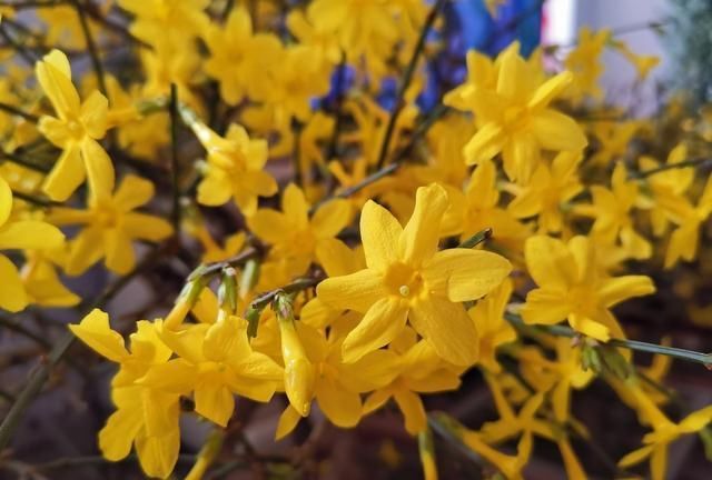  [日子]迎春花开了，百花齐放的日子，还远吗？