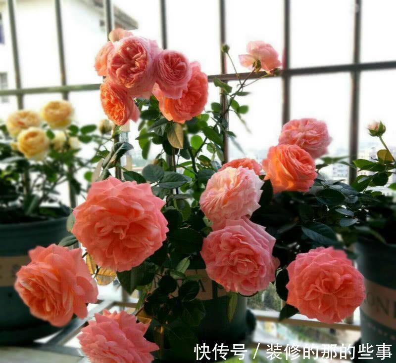 艳丽@新手喜欢养护花卉,可以在家中养护花大艳丽的3类花卉,妖娆优美