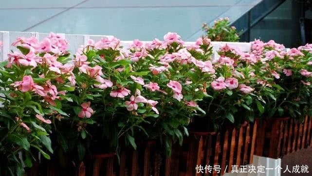 花长■这种花长得那么好看,为什么很少人敢种在家里?看完恍然大悟