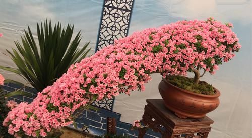  【暴晒以后】杜鹃花叶片变红是怎么回事？忽略5个原因，杜鹃花也会贫血