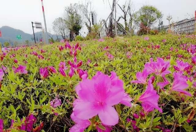  小花开■春天如同秋风雨一夜之间红山头
