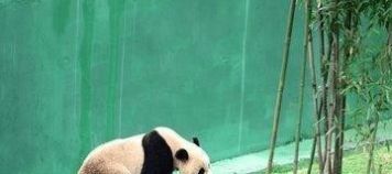 『坐骑』黄帝、炎帝的坐骑都已绝迹,只有蚩尤的坐骑还活在现代
