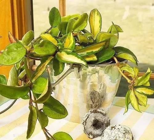 『植物』远离植物杀手,你需要这12种植物