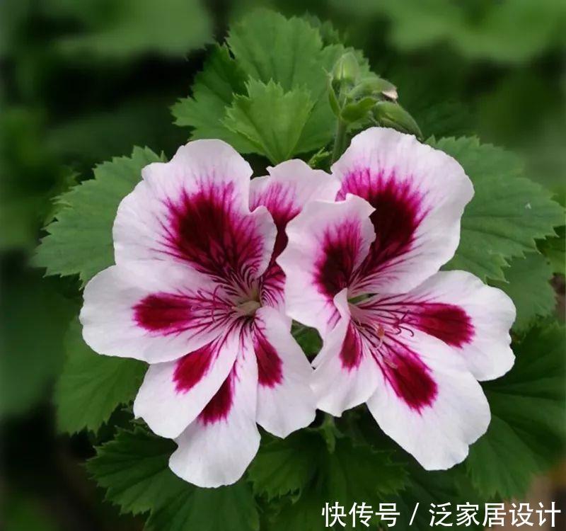 每种■110种天竺葵，每种都超美，看看你认识多少种？