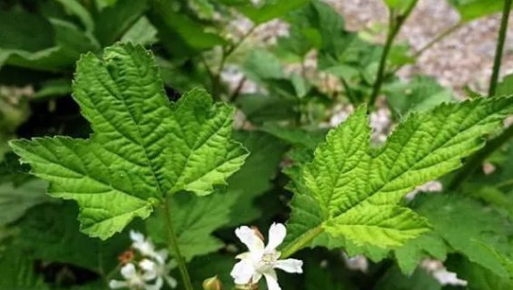  「果实」农村一种野草，果实是儿时零食，人称“泡儿果”，如今