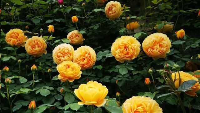  [发芽]月季花发芽长叶后不久就死了?教你一招避免“假活”!~