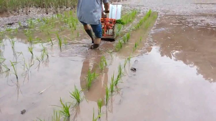  民间|民间牛人发明“手摇式”插秧机，不用油不用电，200元造一