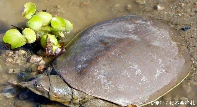  「依据」农村老人经常讲“上山甲鱼，下山野鸡不能碰”，有什么