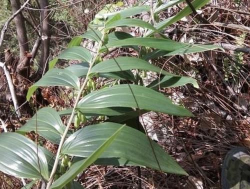  「值钱」去山上，别踩到1种“野草”，植株根茎值钱，被称为“老虎姜”