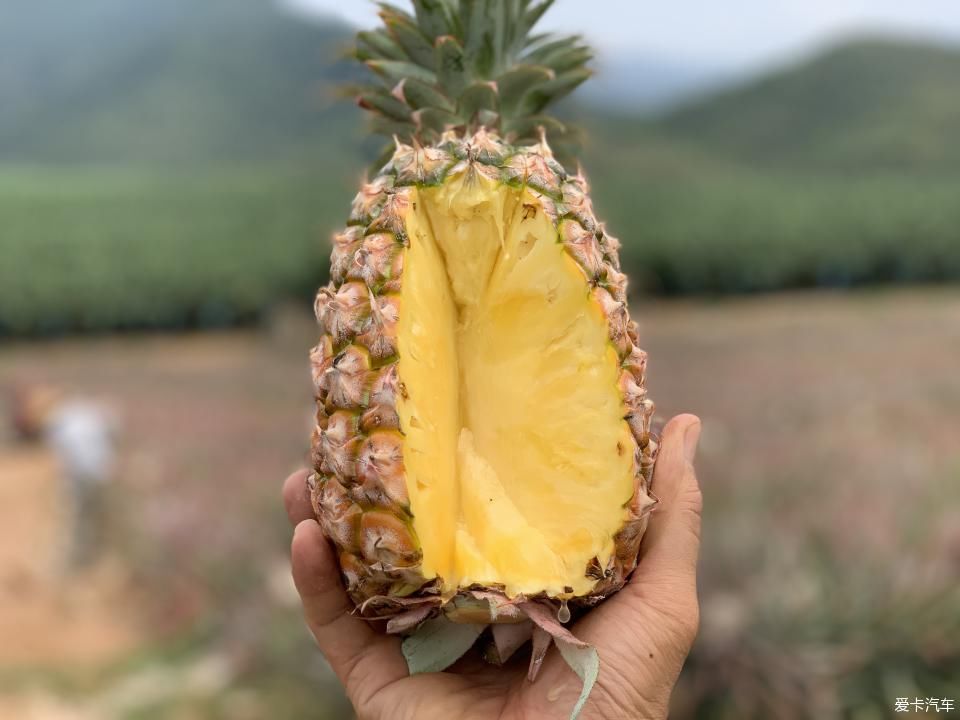  菠萝■2020年，劳作在海南的菠萝地海
