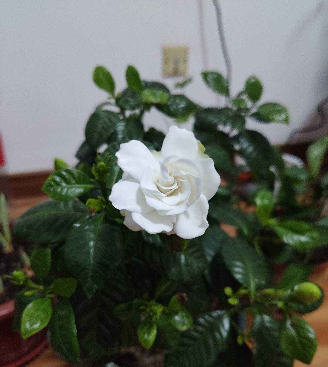 『栀子花』9种香水花，家里养一盆，屋里像是喷了法国香水