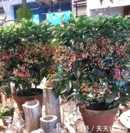  室内@书房盆栽绿植选什么好？此4款好看又好养，摆在室内对健康有益