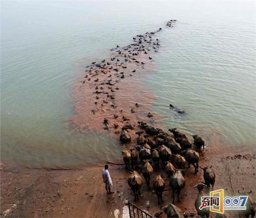 震撼！四川蓬安上演“百牛渡江”生态奇观