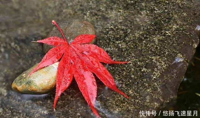  [轮生命]我爱春天的红枫叶