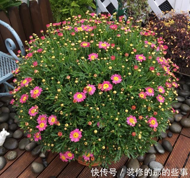  「贼溜溜」喜欢养花的朋友，几个臭毛病，出门变得贼溜溜，看你有没有