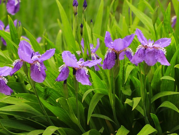 「养活」这些花朵特别好养活,生命力顽强,就是养不死花朵,适合懒人养