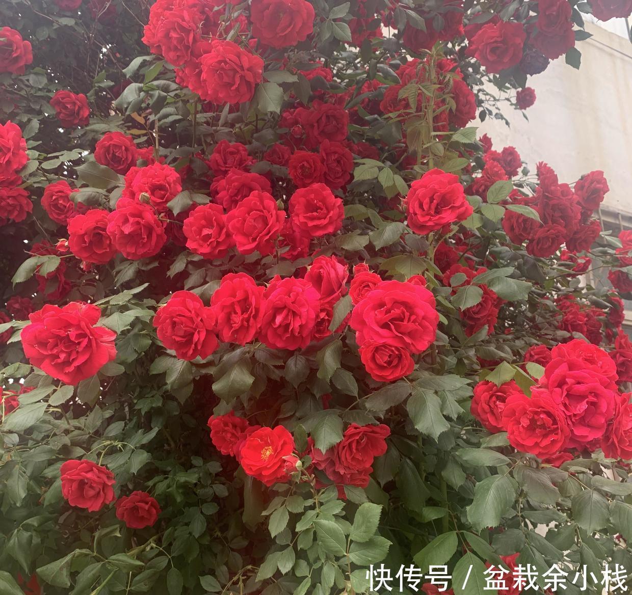 省钱|大哥图省钱,给蔷薇浇“金汁”,如今长到2层楼高,花开上万朵
