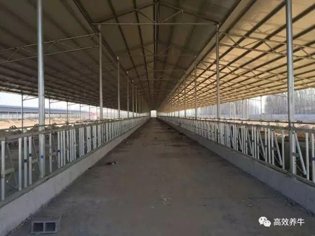 养50头牛——标准化牛舍是这样建设的！