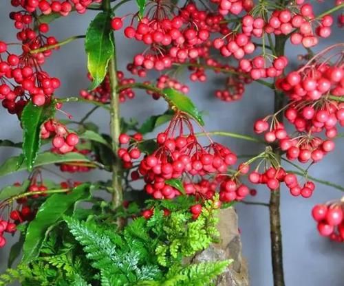  养盆■客厅养盆“金玉满堂”，一盆红透“客厅”，俗称黄金万两