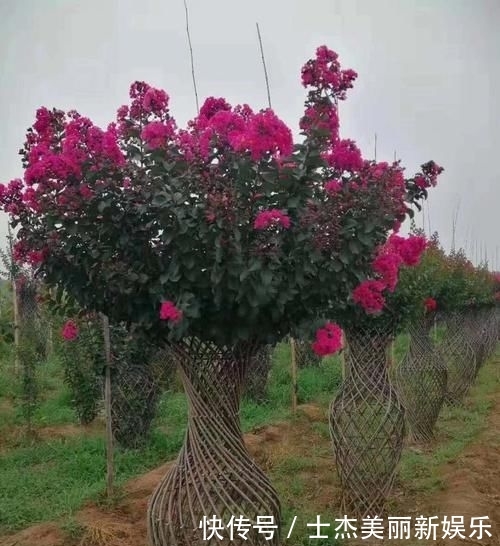  世界：造型紫薇'观音花瓶'开花盛景，真是一花一世界，一岁一枯荣
