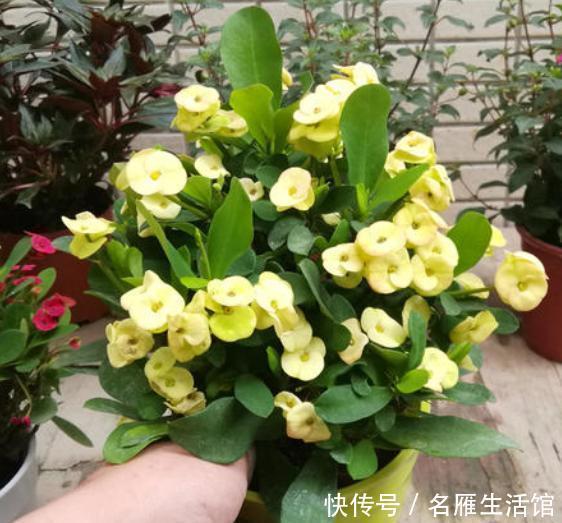  养护的过程|盆栽虎刺梅，定期“剪几刀”，株型丰满，持续开花不断，次次爆盆