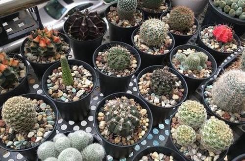  「仙人球的品种」仙人球养开花，花瓣寓意“幸运”，两个小要求，一下能开6朵花