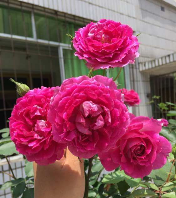  『蟹爪兰』家里养花就养这4款花，芳香馥郁，花苞开满整个阳台