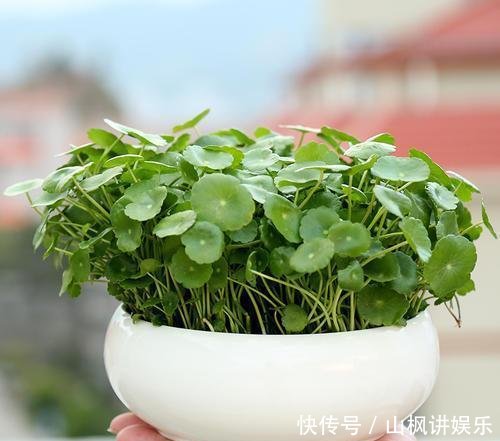  #铜钱#冬天养铜钱草，2个小技巧，零下10度冻不死，明年冒出一盆苗