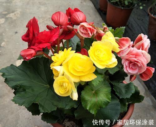  #漂亮#喜欢养护漂亮的花卉，就在家中养护3种花卉，花大色艳，长势茂盛
