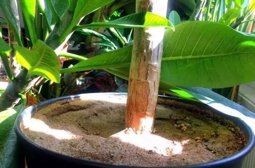  『技巧』常见害虫的处理和预防技巧，买点药屯着，先给它们安排上