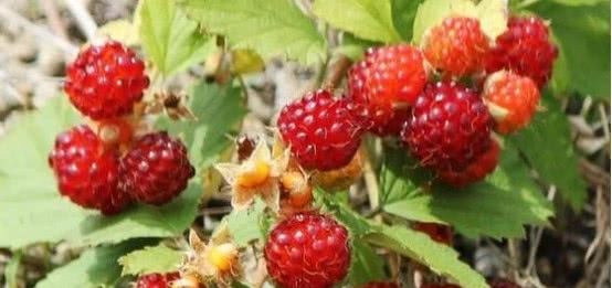 农村一种野果子，却很不受人待见，土豪：不要！给我！