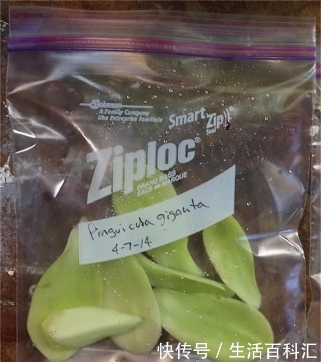  『扦插』空气生根扦插法，有效的懒人养花方法！揪片叶子丢袋子，太好活了