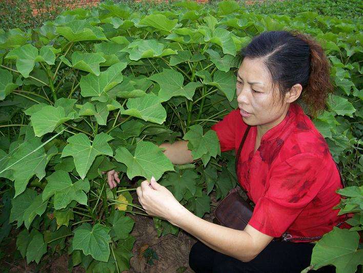 农村这树浑身有毒，以前农民碰到就砍，现在成了稀罕的“摇钱树”