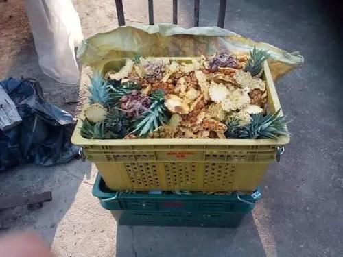  「制作堆肥」技巧| 生活中免费的堆肥材料，自制养花肥料真的很简单！