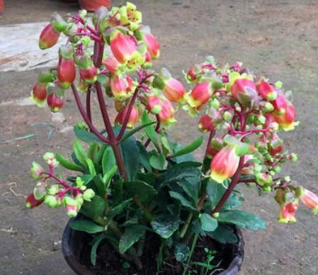  [不败]1种适合春季养的“宫廷花”，颜值“吊打”长寿花，能开120天不败