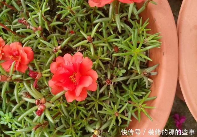  『执着的花盲』养花技巧：这5种花现在扦插，下个月就开花，千万别错过时机！