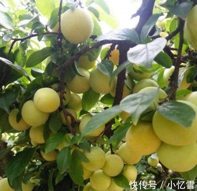 这是25年前的老品种：一位农民多年前种下的树 你们认识这种果吗