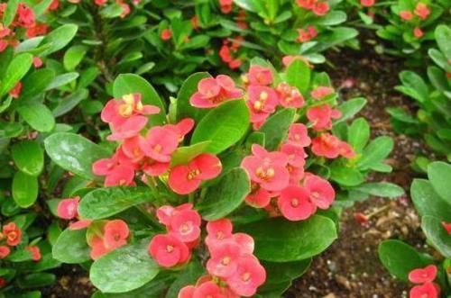 『盆栽』喜欢赏花就选虎刺梅,在家既能盆栽又可地栽,四季花开不停歇