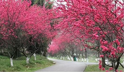  【园林景观】赏花不知花叫啥？一份春季花朵辨认指南请查